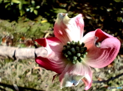 ハナミズキ今年最初の小さなお花