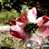 ハナミズキ今年最初の小さなお花