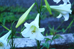 散歩道での百合