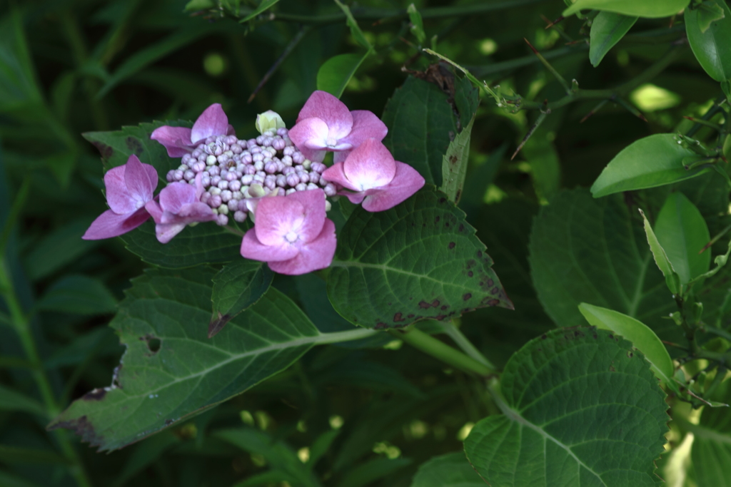 散歩道の紫陽花