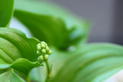 マイズルソウ蕾の時