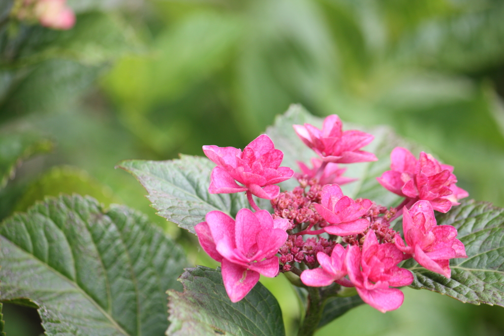 紫陽花２