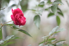 ヒッソリと薔薇一輪