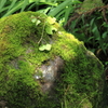 苔蒸