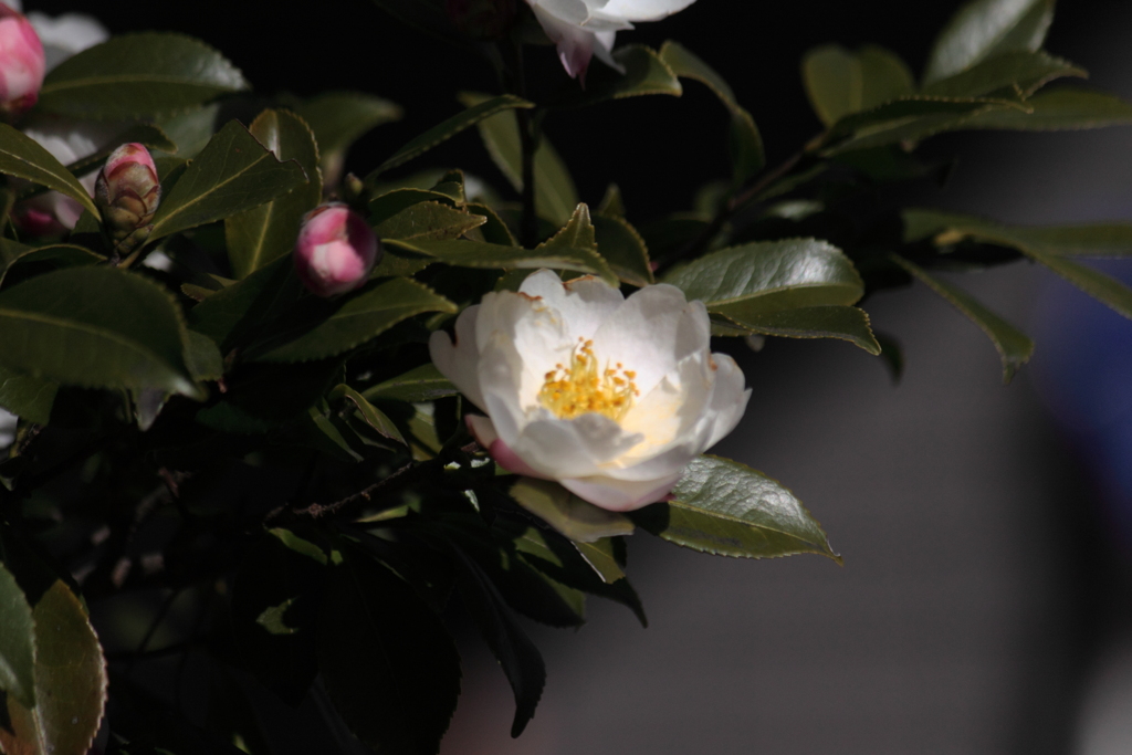 白い山茶花が咲いてた～散歩道　♪