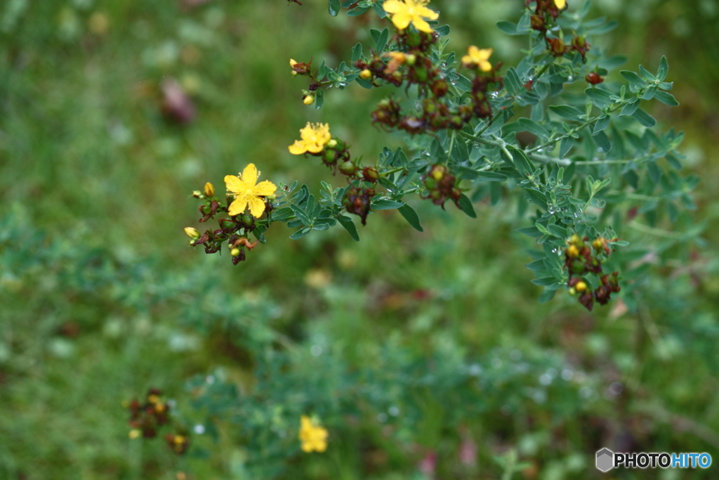 どこから来たの？見慣れない野の草・・多年生の草です。＾＾