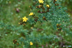 どこから来たの？見慣れない野の草・・多年生の草です。＾＾