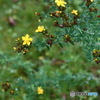 どこから来たの？見慣れない野の草・・多年生の草です。＾＾
