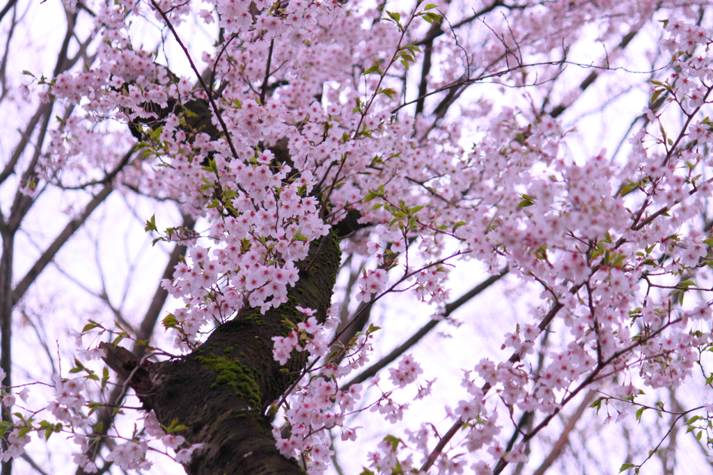 老木なれども今花盛り