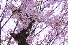 老木なれども今花盛り