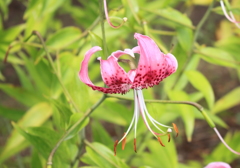カノコ百合　