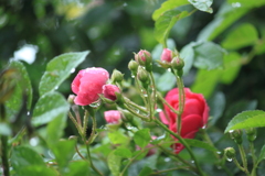 立派なバラじゃ無いけどね・・雨の日は一段と綺麗