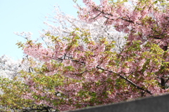葉桜も綺麗・河津桜と・・ソメイヨシノと共演