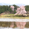 桜咲く風景・・１