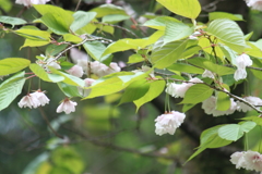 見上げれば八重桜