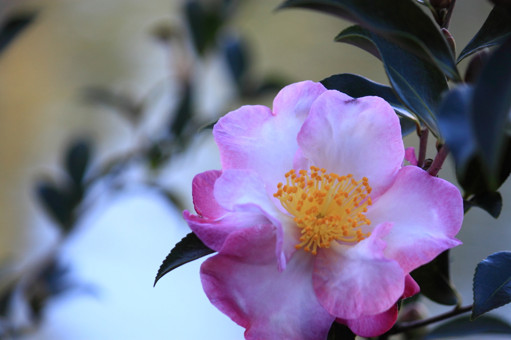 山茶花・・宝合