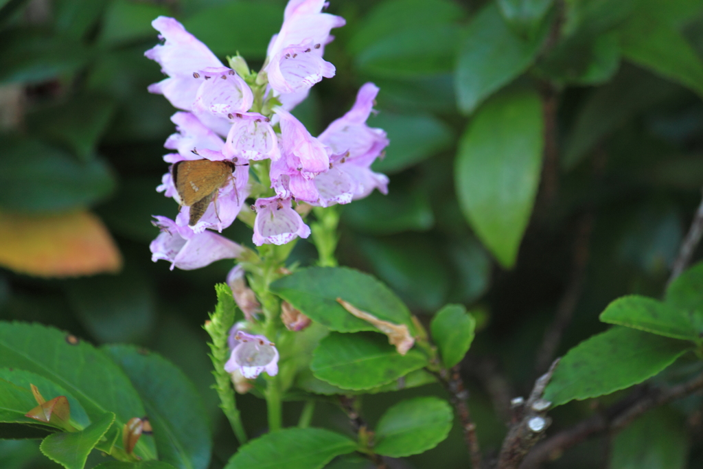 ハナトラノオの蜜が大好きセセリ