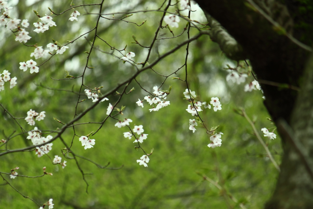 華ざかり