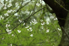 華ざかり