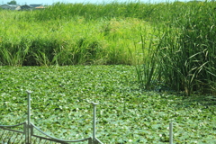 凄い繁殖力の水生植物