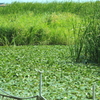 凄い繁殖力の水生植物