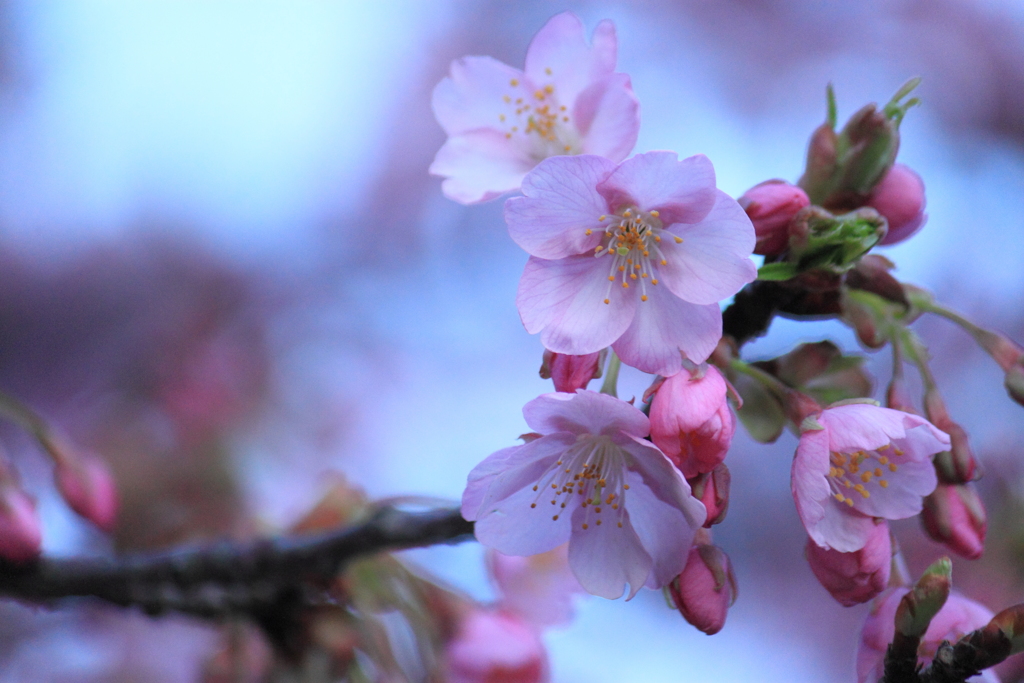 あ～ぁ～美しや日本の桜 ♪