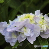潮風を受けて咲く紫陽花　１　