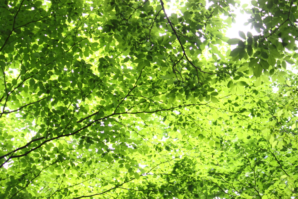 見上げれば・・若葉の天井 ♪