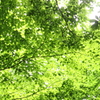 見上げれば・・若葉の天井 ♪