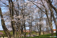 呉羽山公園　桜