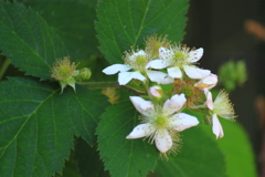 ブラックベリーの花