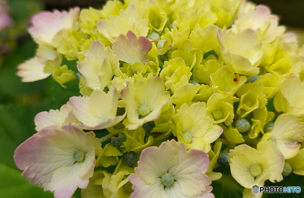 庭の隅の紫陽花２