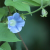 こぼれ種から咲いた清楚な朝顔