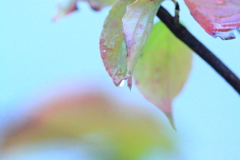 また来年素敵な姿をみせてね