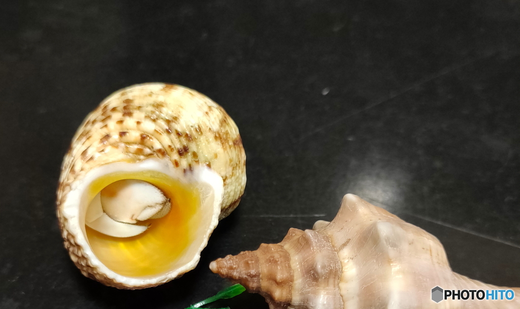 警戒心が強いオカヤドカリくん　１