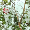 寒波よ早く去って～山茶花も泣いてる