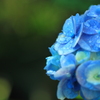 綺麗な紫陽花さん・・もう少し頑張って