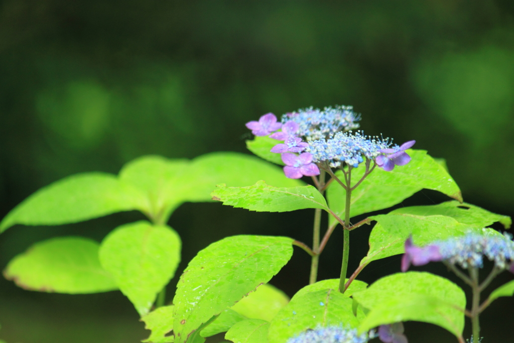 山紫陽花・・楊貴妃