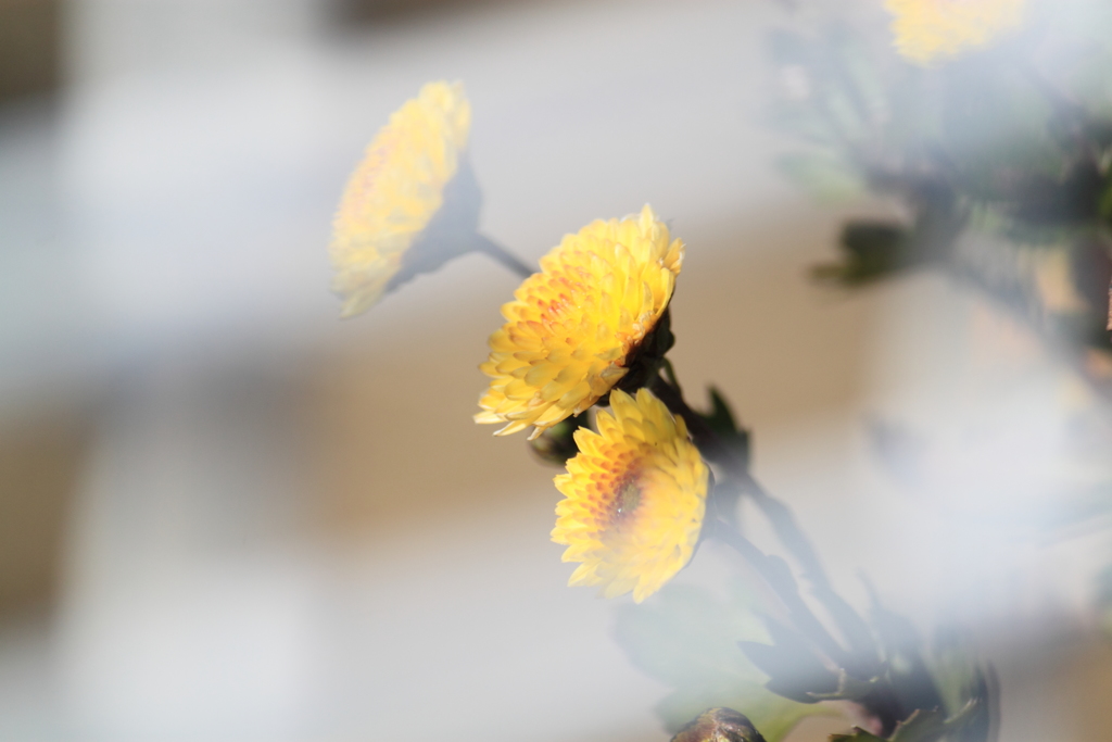 小菊