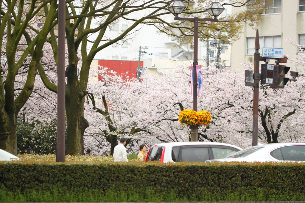 桜は綺麗だけど寒い日曜日