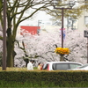 桜は綺麗だけど寒い日曜日