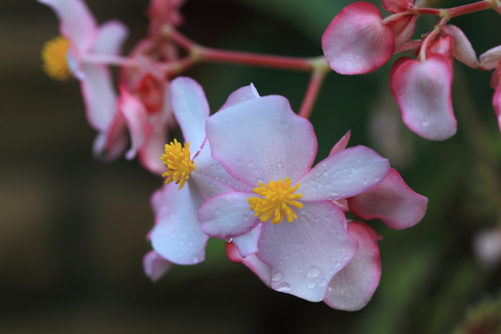 大きな花びらのシュウカイドウ科のベコニア