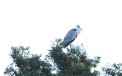 高い所が好きアオサギくん２