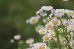 野の花ヒメジョオン