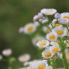 野の花ヒメジョオン