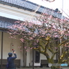 国登録有形文化財　豪農の館　内山邸　梅
