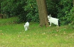 公園の野良ちゃん