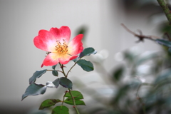 薔薇