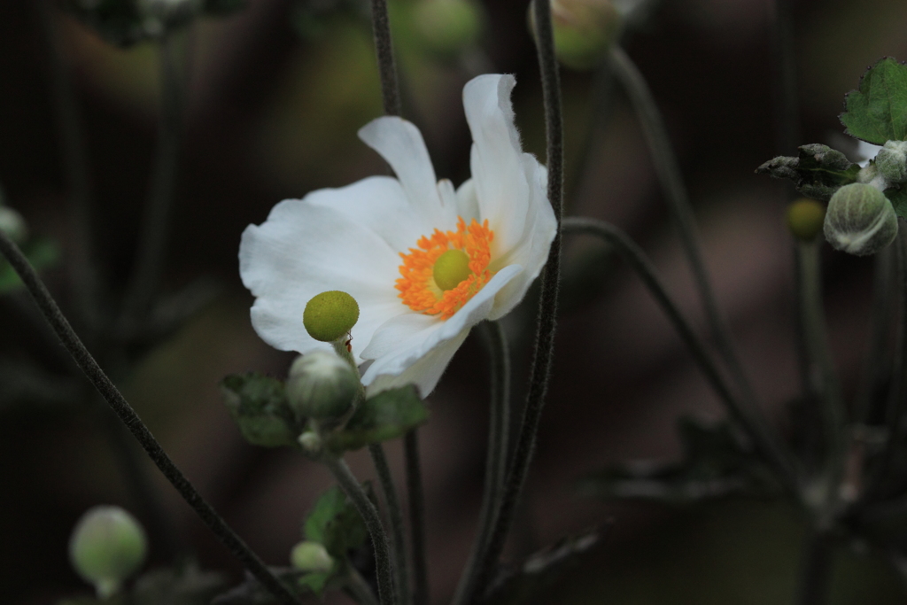 花の精が舞ってるみたい・・秋明菊