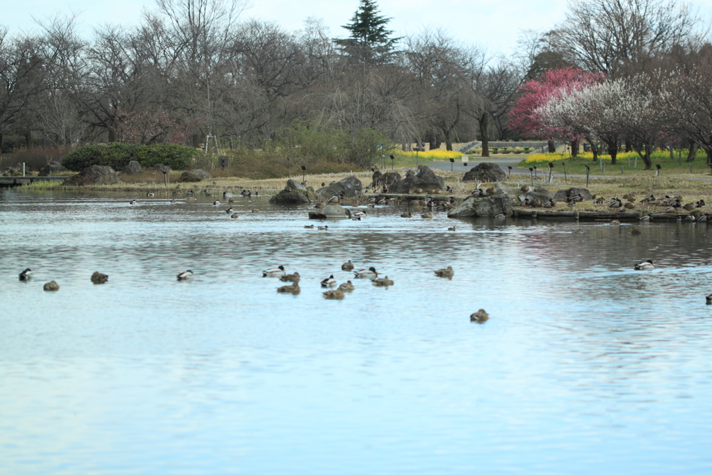 桜の季節が待ち遠しい植物園